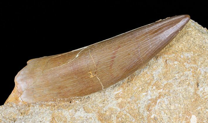 Large, Fossil Plesiosaur (Zarafasaura) Tooth In Rock #56416